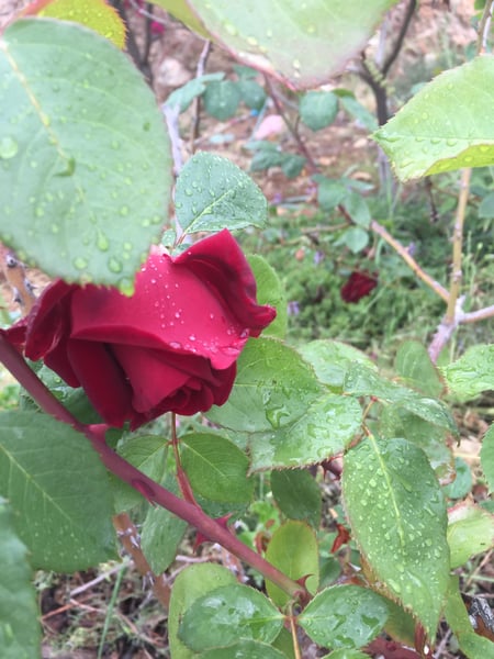 blossom-flower-plant-rose