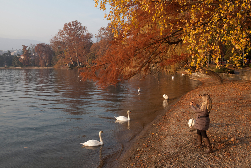 Lady talking pictures of ducks during fall